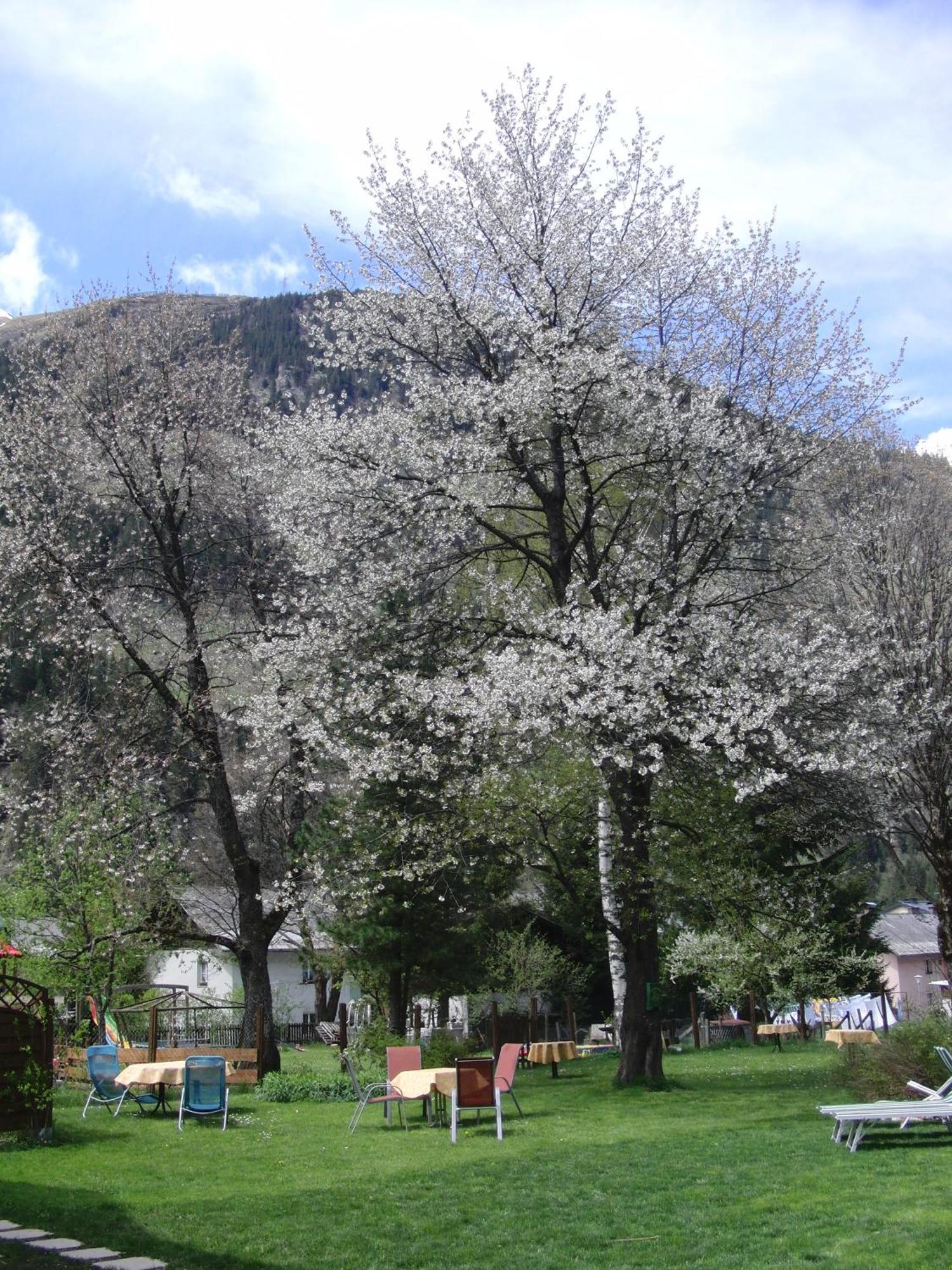 Grubers, Hotel Appartments Gastein Bad Gastein Εξωτερικό φωτογραφία