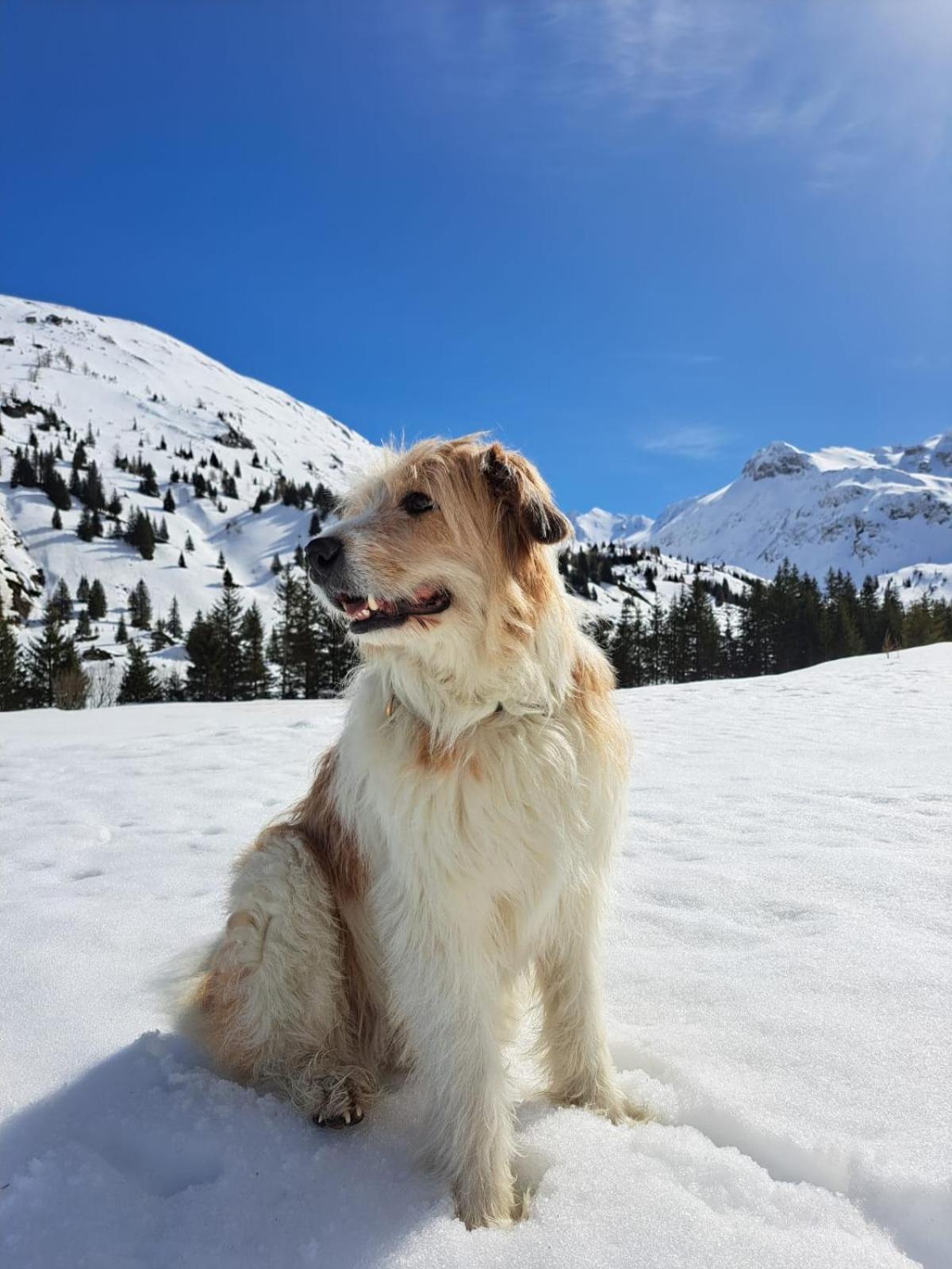 Grubers, Hotel Appartments Gastein Bad Gastein Εξωτερικό φωτογραφία